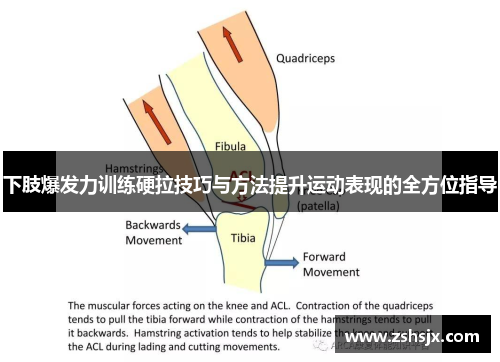 下肢爆发力训练硬拉技巧与方法提升运动表现的全方位指导